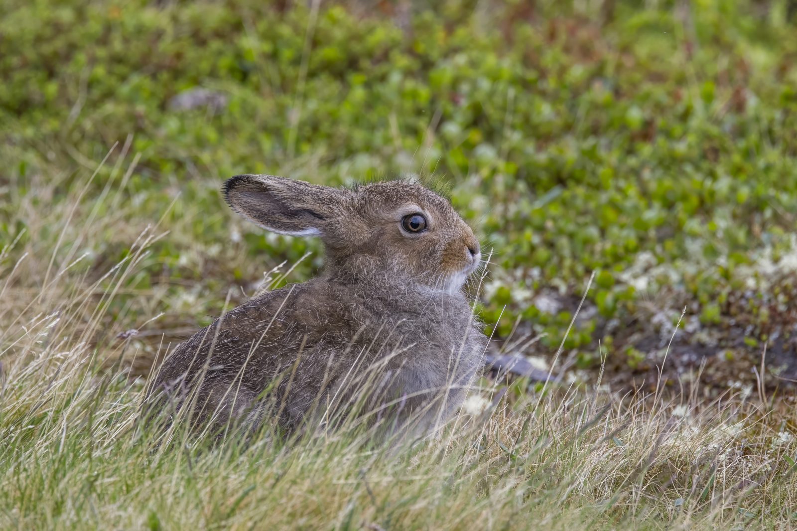 Hare i nordisk natur