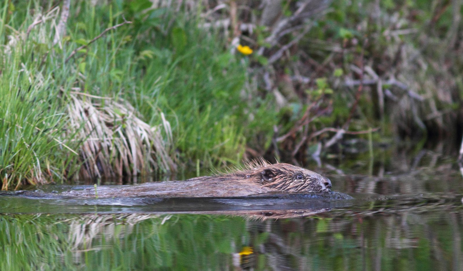 Bæver i nordisk natur