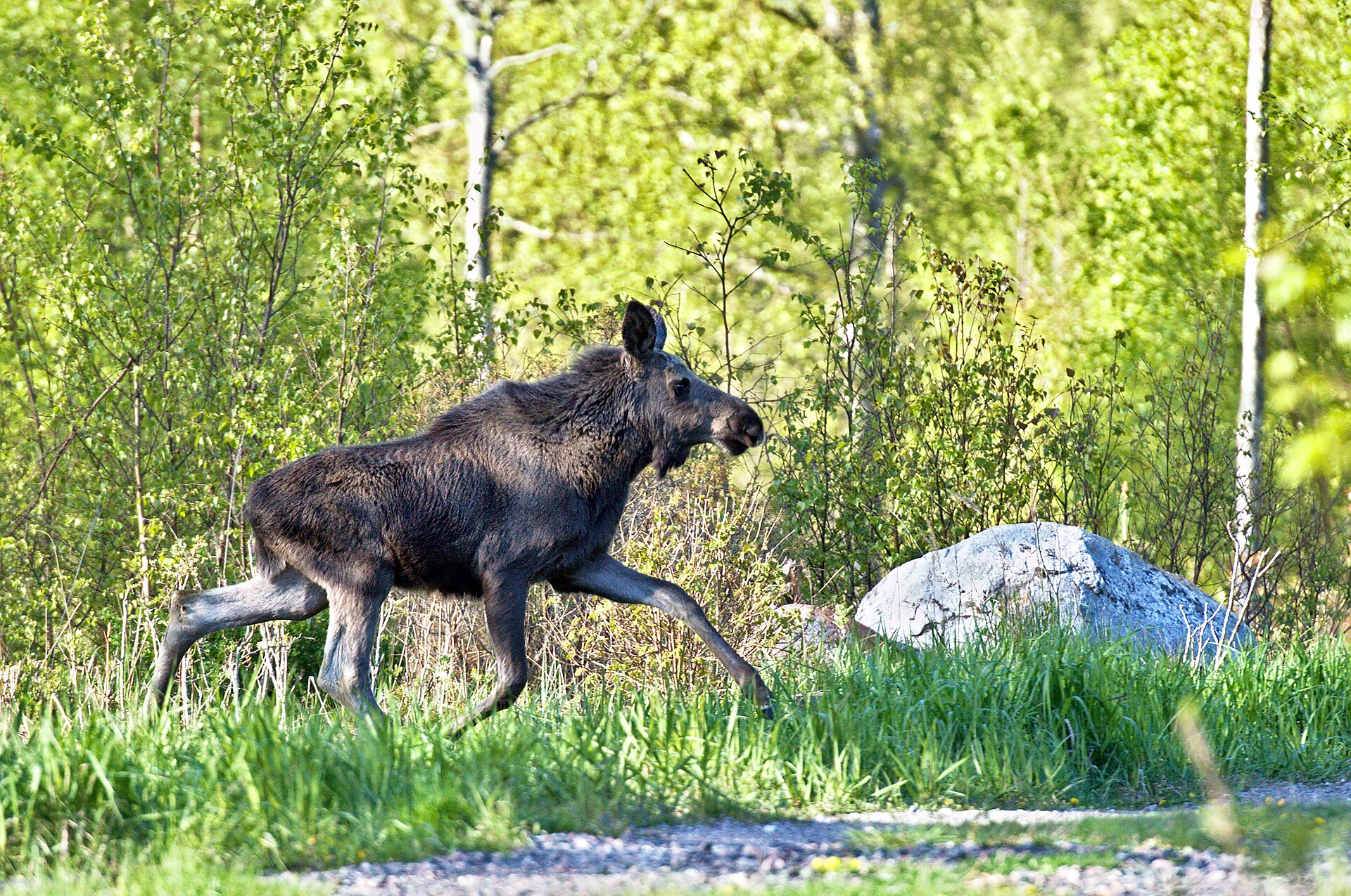 Elg i nordisk natur
