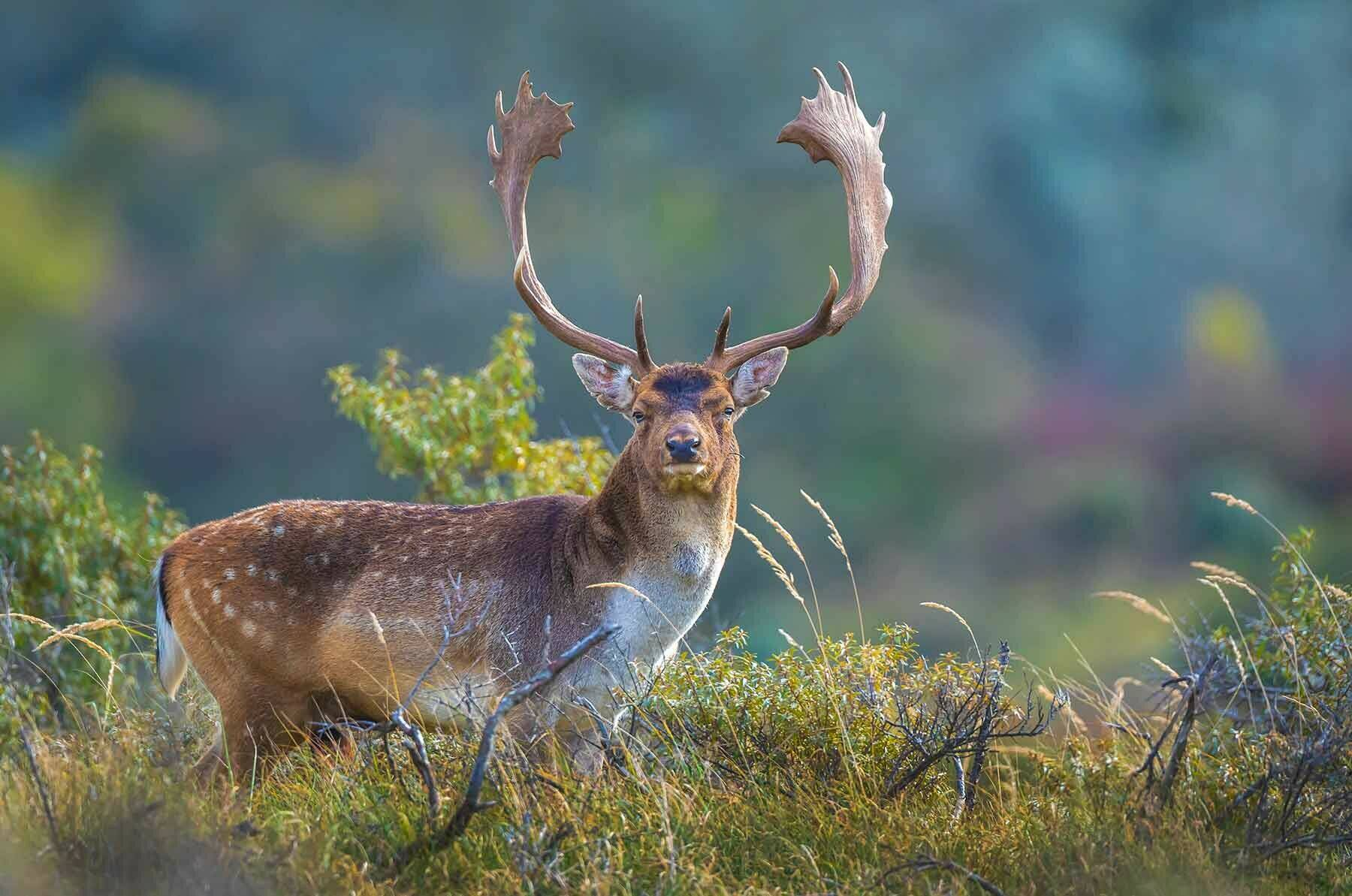 Dådyr i nordisk natur