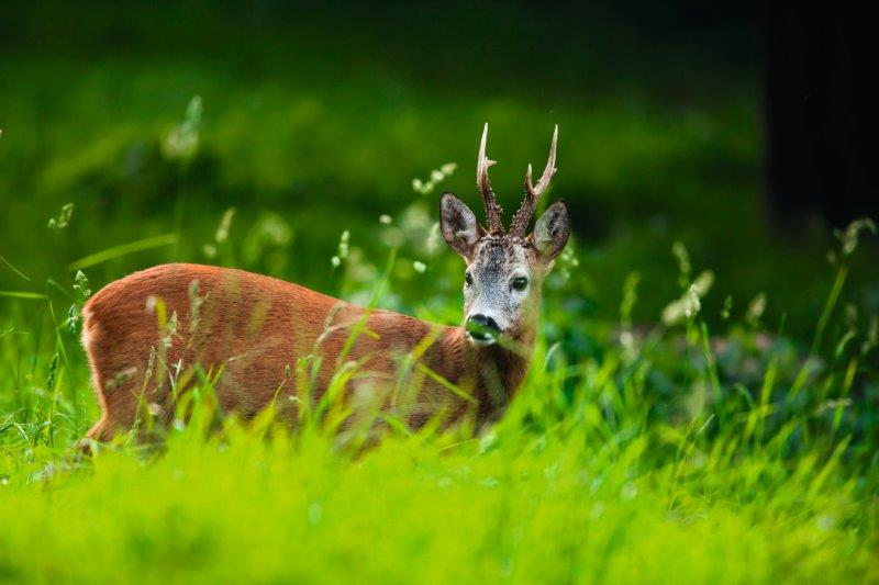 Rådyr i nordisk natur